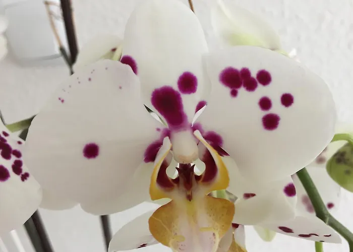 Ubytování v soukromí Sunshine *